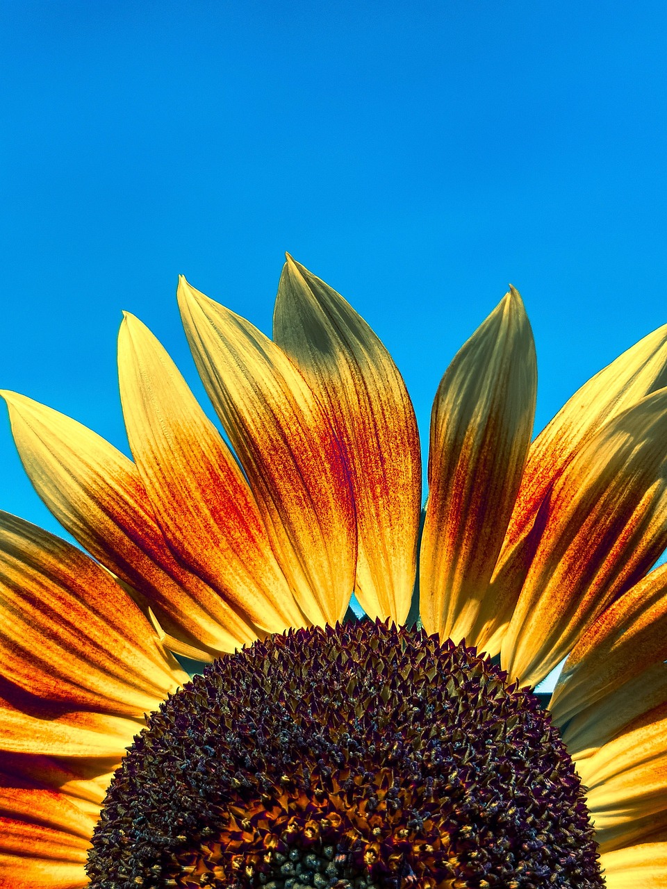 sunflower, beautiful flowers, flower, flower wallpaper, bloom, flower background, yellow, orange, nature, sunny, blue sky